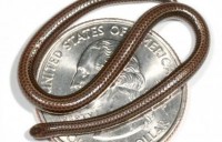 /album/galeria-de-fotos/a-menor-cobra-do-mundo-jpg/